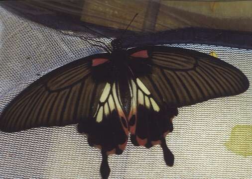 Image of Papilio