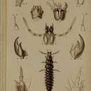 Image of Badister (Badister) bullatus (Schrank 1798)