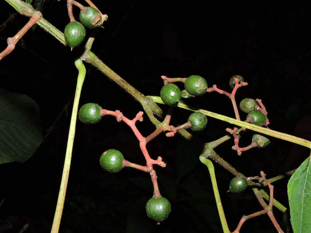 Image of Cissus biformifolia Standl.