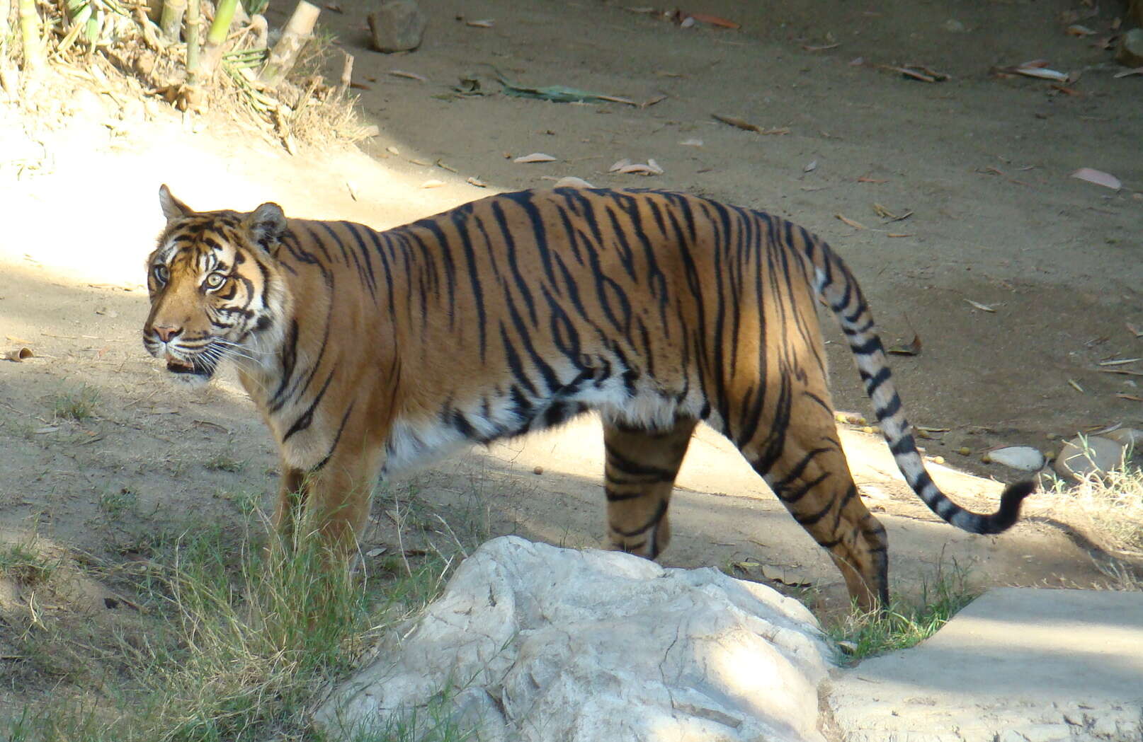 Image of Tiger