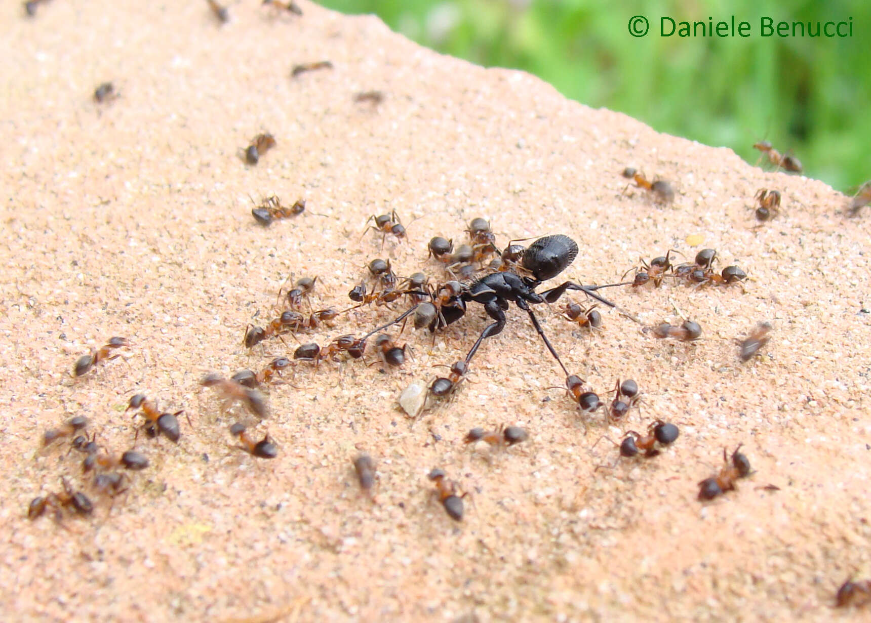 Image of cornfield and citronella ants