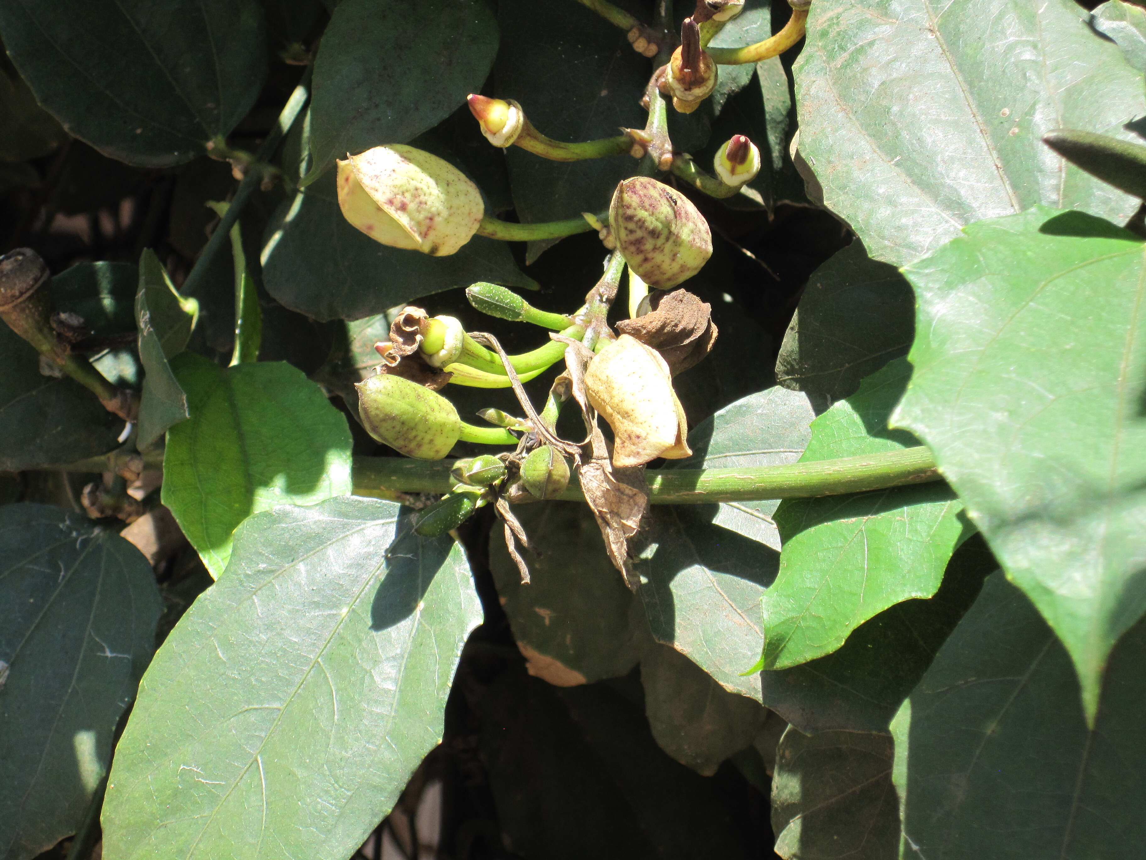 Image of Bengal clock vine