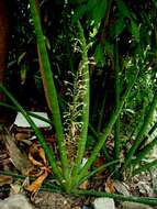 Image de Sansevieria cylindrica Bojer ex Hook.