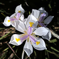 Image of African irises
