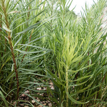 Слика од Liatris punctata var. mucronata (DC.) B. L. Turner