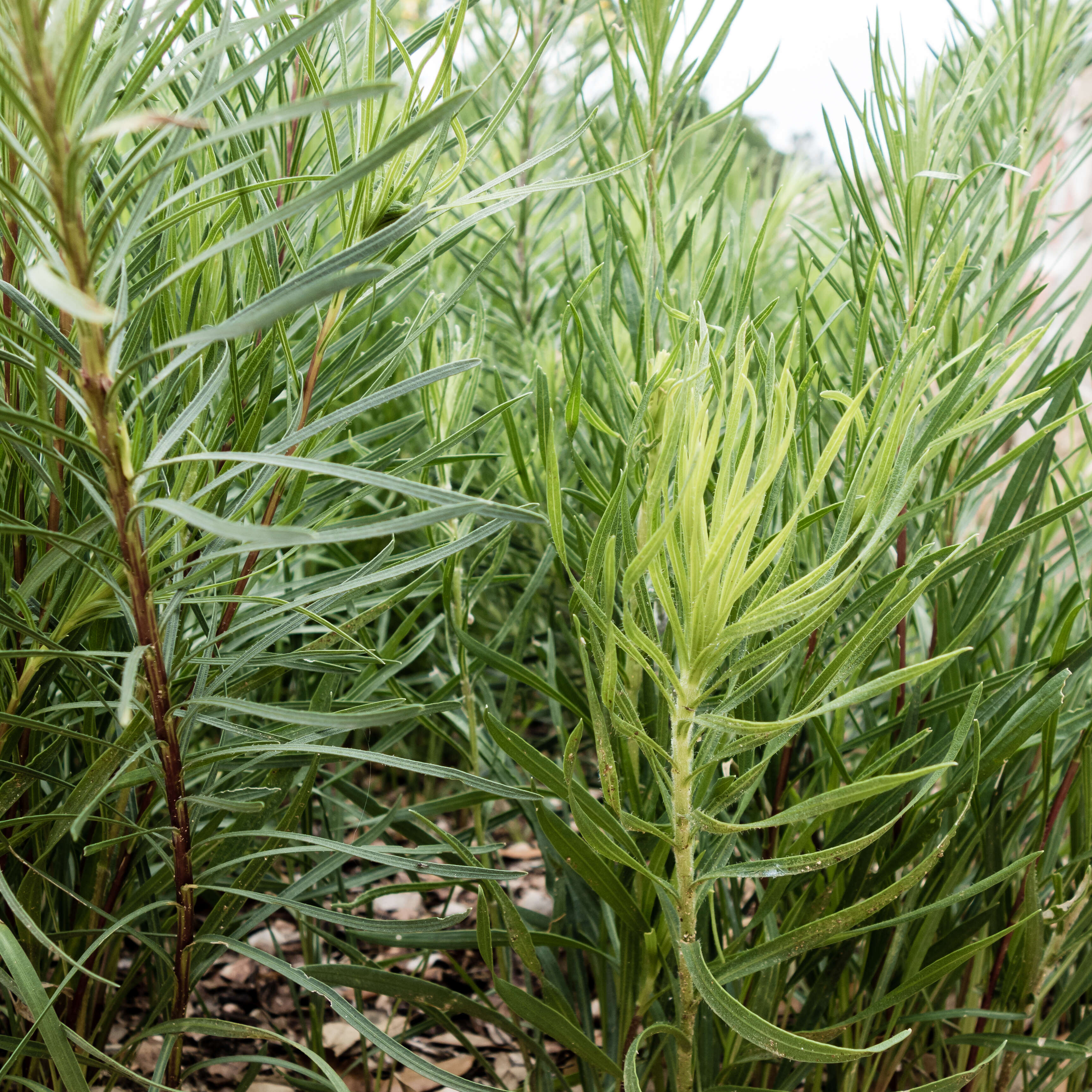 Image of dotted blazing star