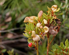 Image of Rusty Lyonia