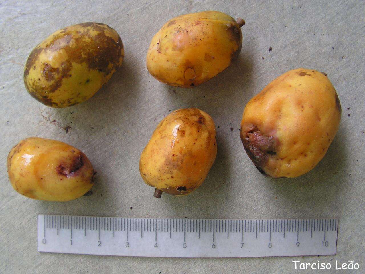 Image of hog plum