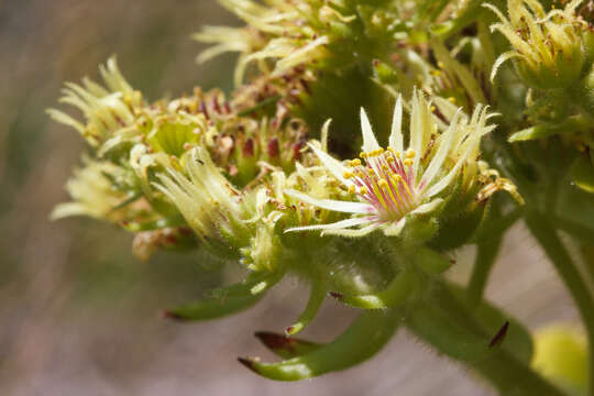 Image of Sempervivum grandiflorum Haw.