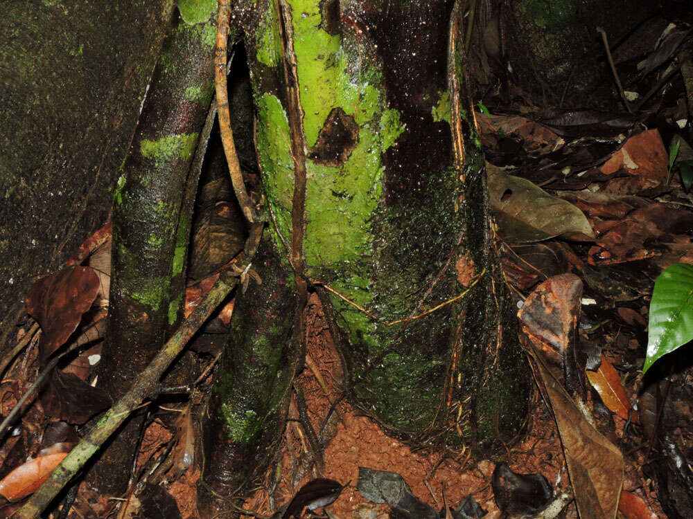 Image of Chrysochlamys skutchii B. E. Hammel