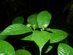 صورة Palicourea acuminata (Benth.) Borhidi