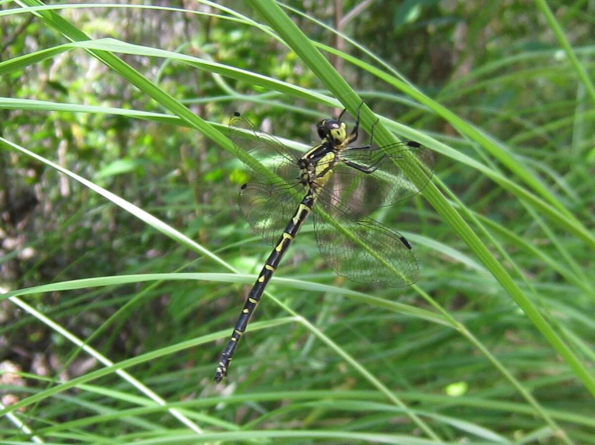 Image de Choristhemis Tillyard 1910