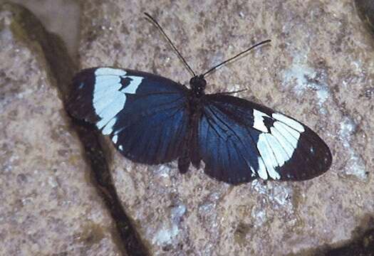 Image of Heliconius