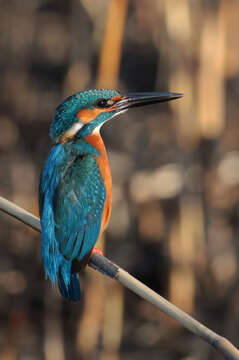 Image of Common Kingfisher