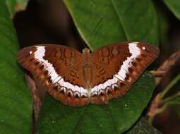 Image of Tanaecia cibaritis Hewitson 1874