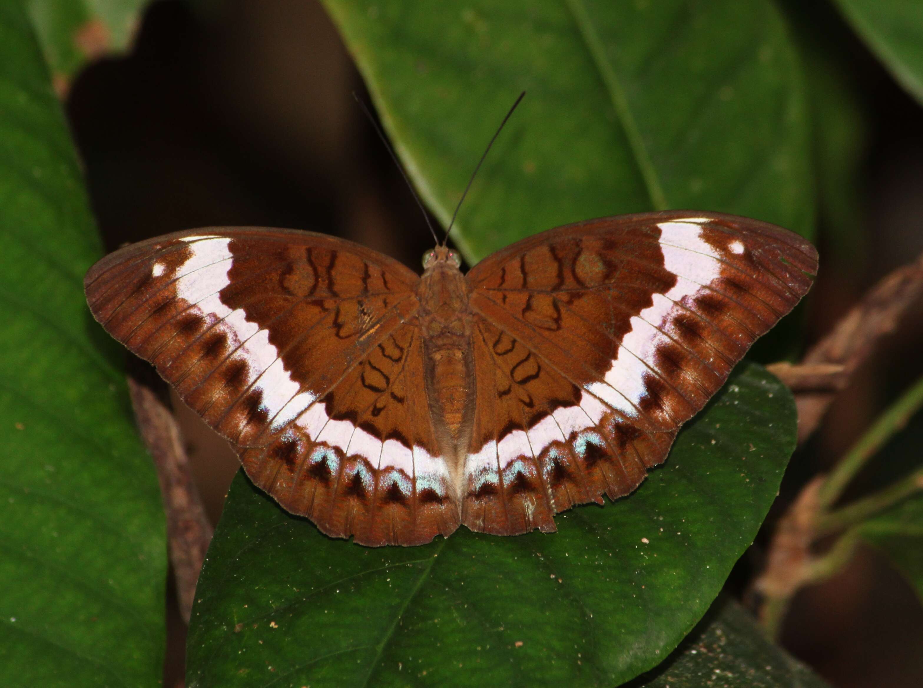 Image of Andaman Viscount