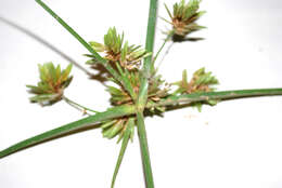 Image of Smallflower Umbrella Sedge