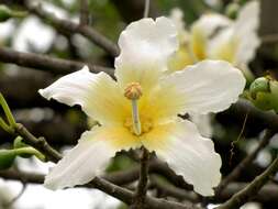 Image of Ceiba chodatii (Hassl.) P. Ravenna