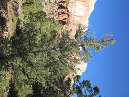 Image of singleleaf pinyon