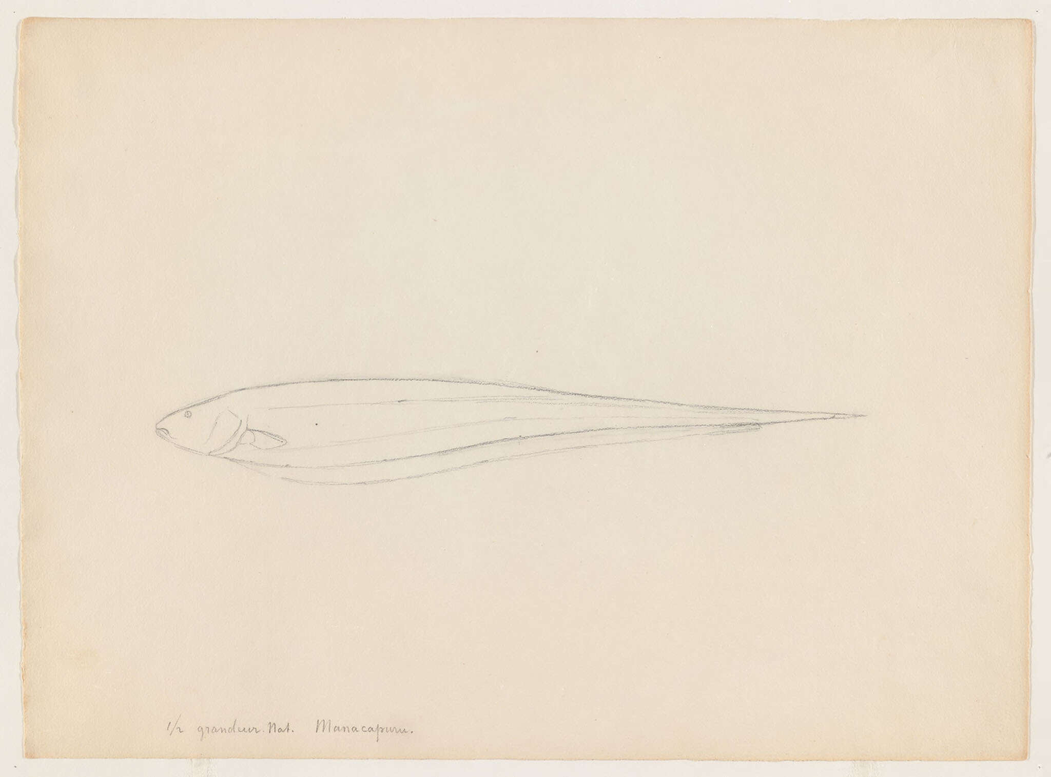 Image of ghost knifefishes