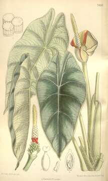 Image of Alocasia reversa N. E. Br.