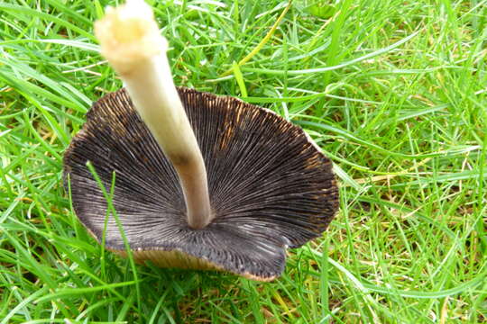 Image of Glistening Inky Cap