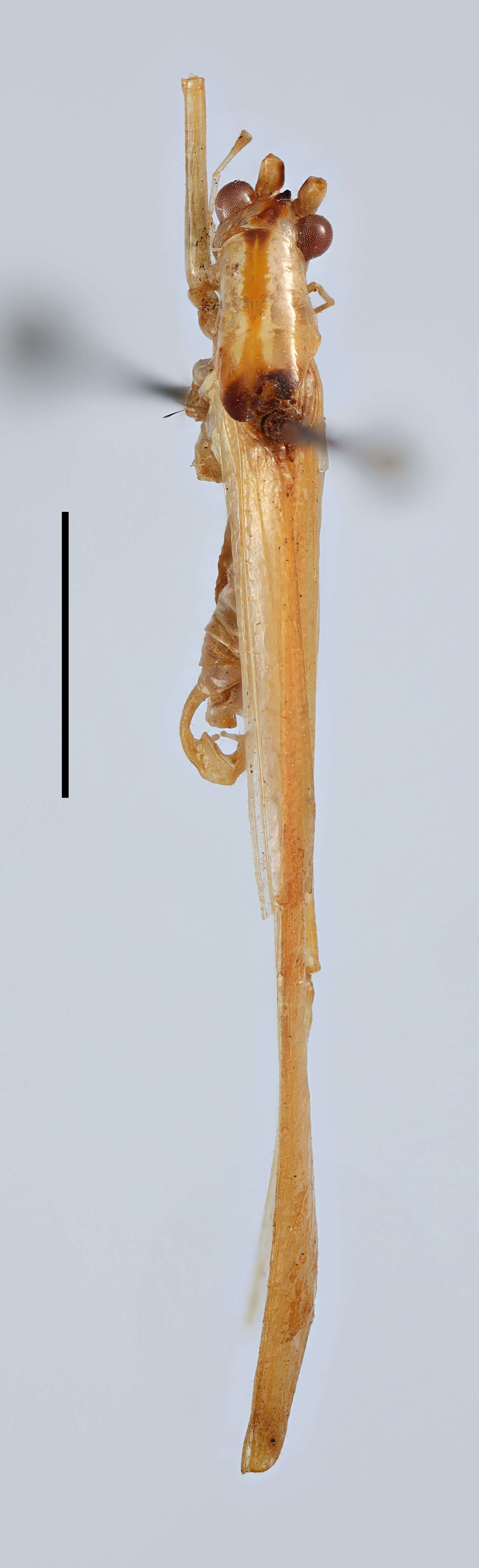 Image de Xiphidiopsis