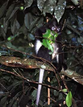 Image of North Sumatran Leaf Monkey