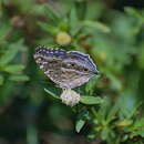 Image of Junonia rhadama Boisduval 1833