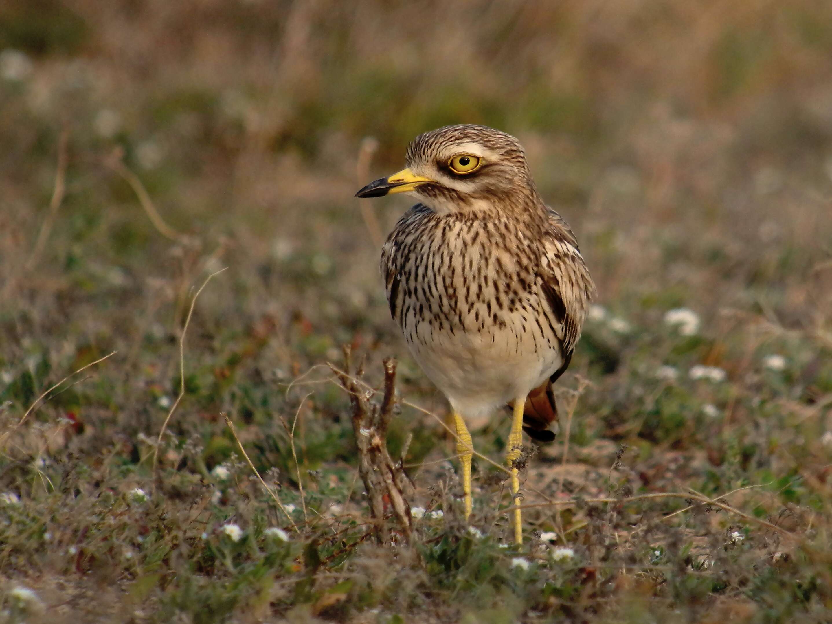 Image of stone-curlews