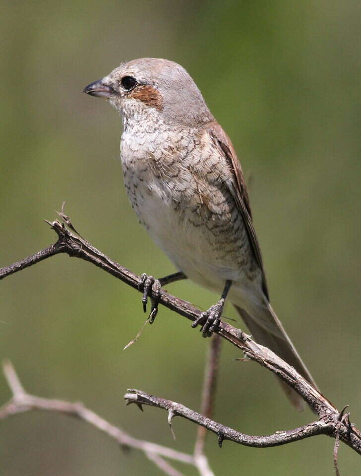 Image of true shrikes