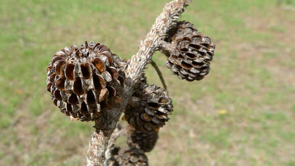 Image of gray sheoak