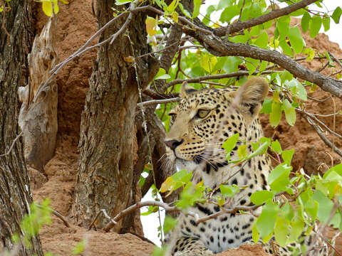 Image of Leopard