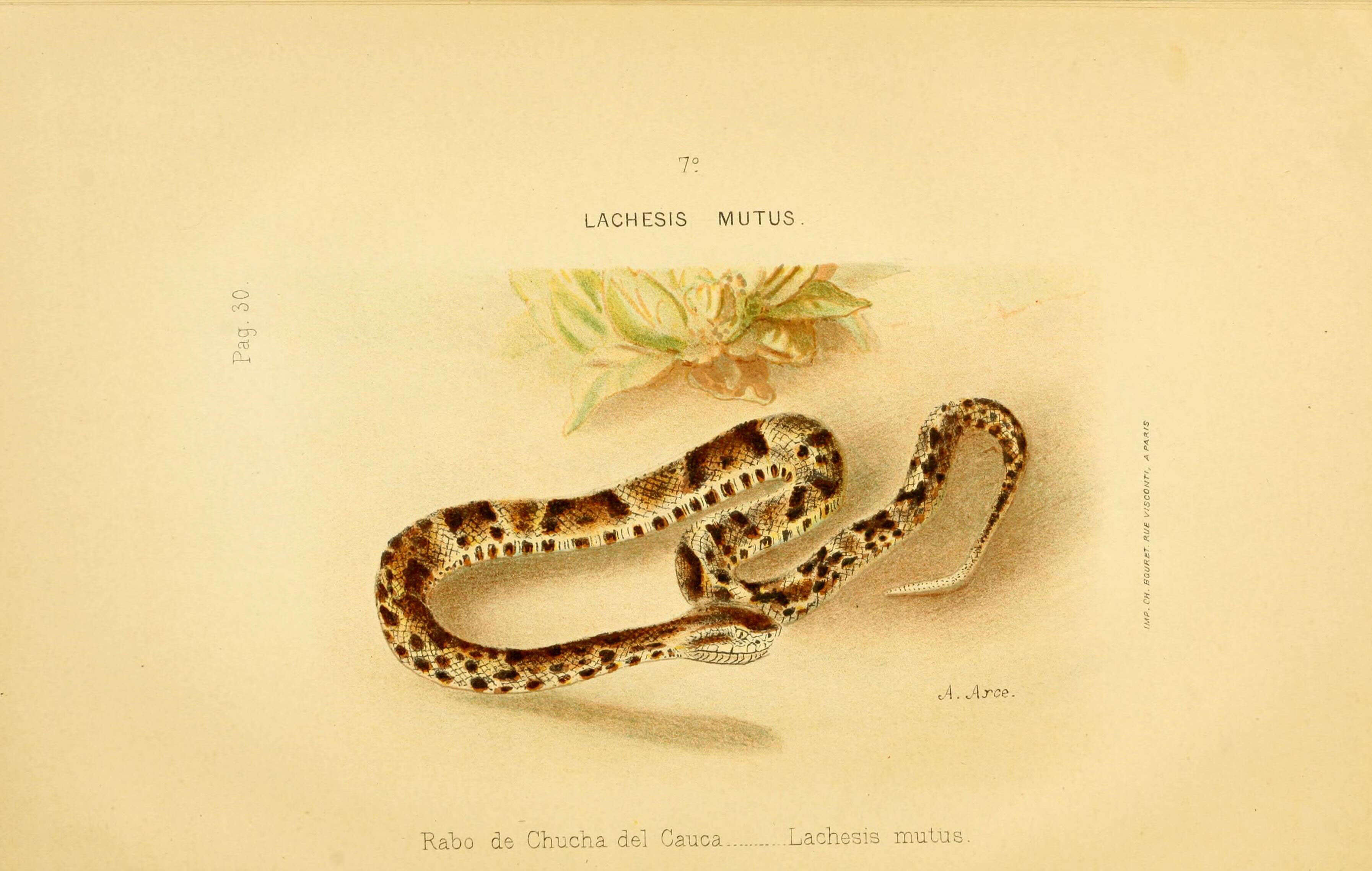 Image of Lachesis Daudin 1803