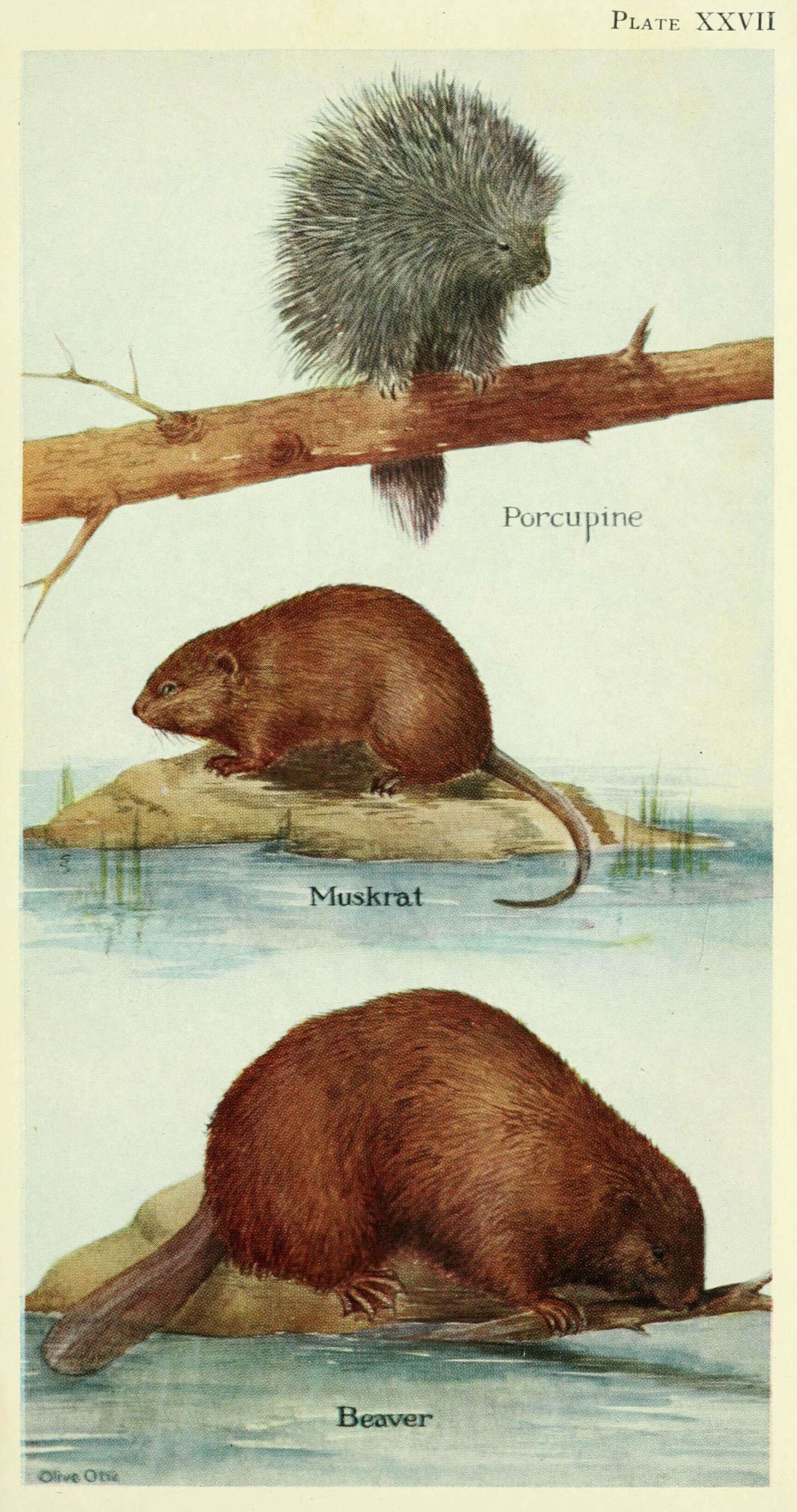 Image of North American porcupine