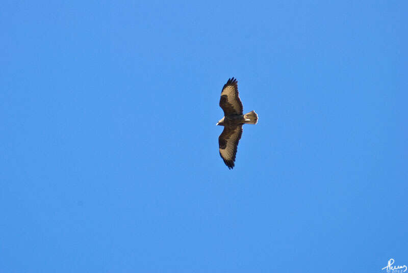 Image of Common Buzzard