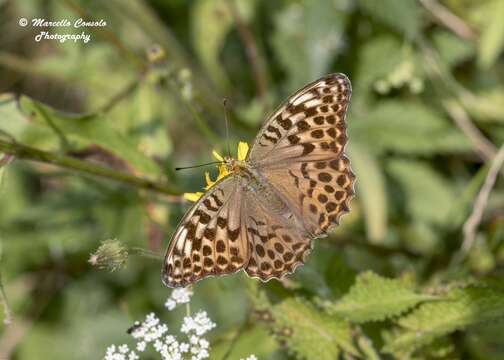 Imagem de Argynnis paphia Linnaeus 1758