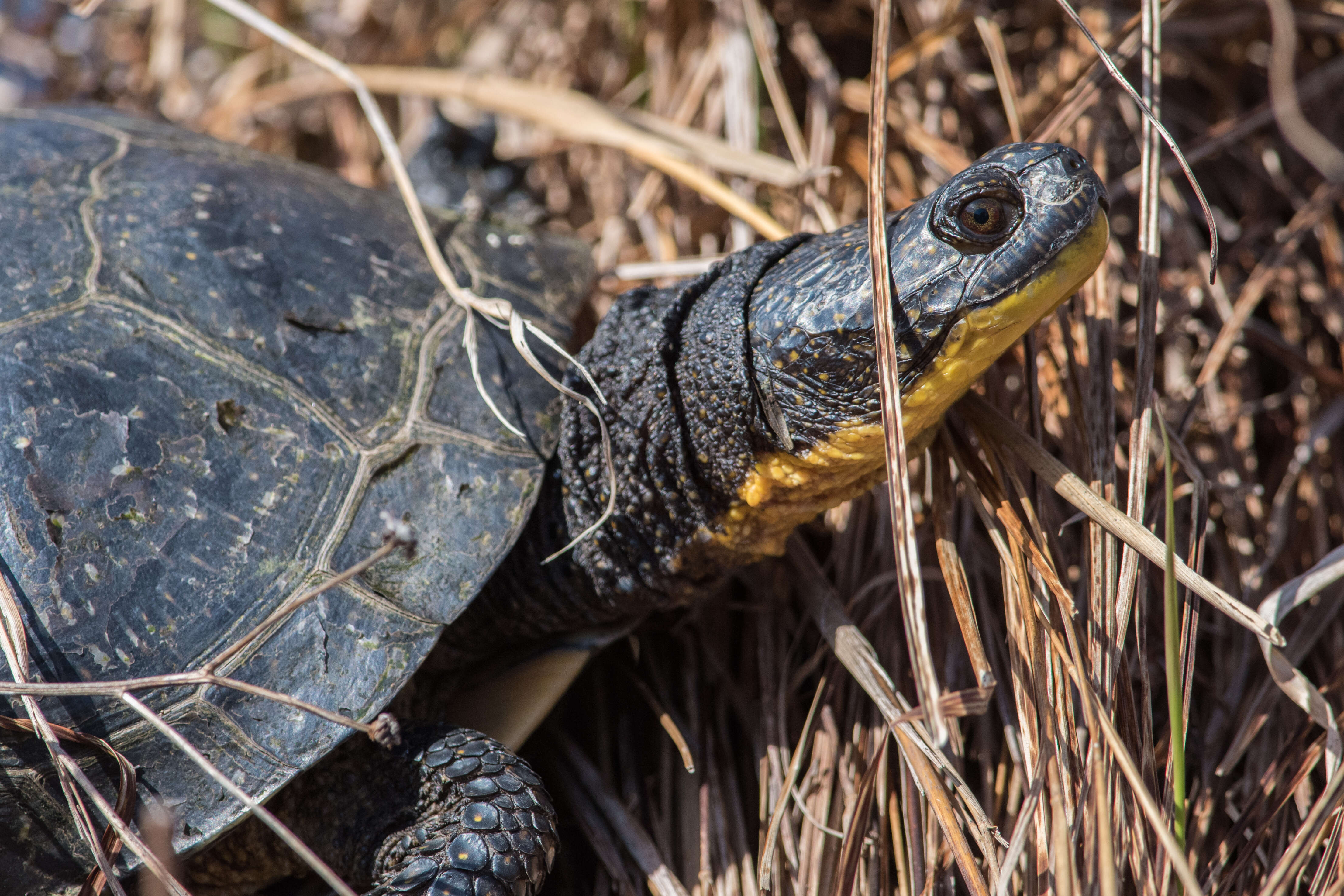 Image of Black-breasted Leaf Turtle