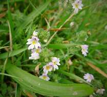 Image of Euphrasia officinalis subsp. anglica (Pugsl.) A. J. Silverside