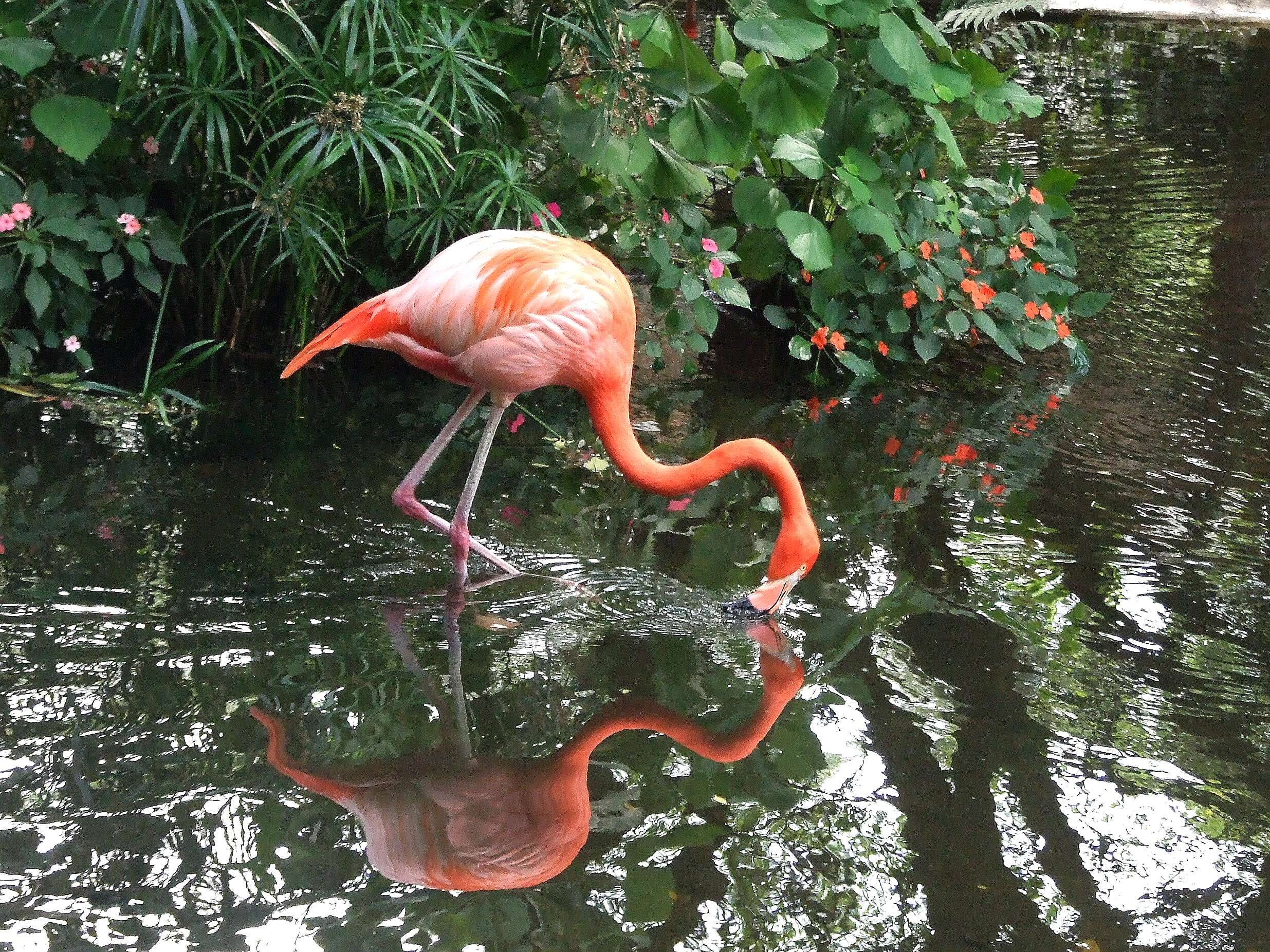 Imagem de Phoenicopterus ruber Linnaeus 1758