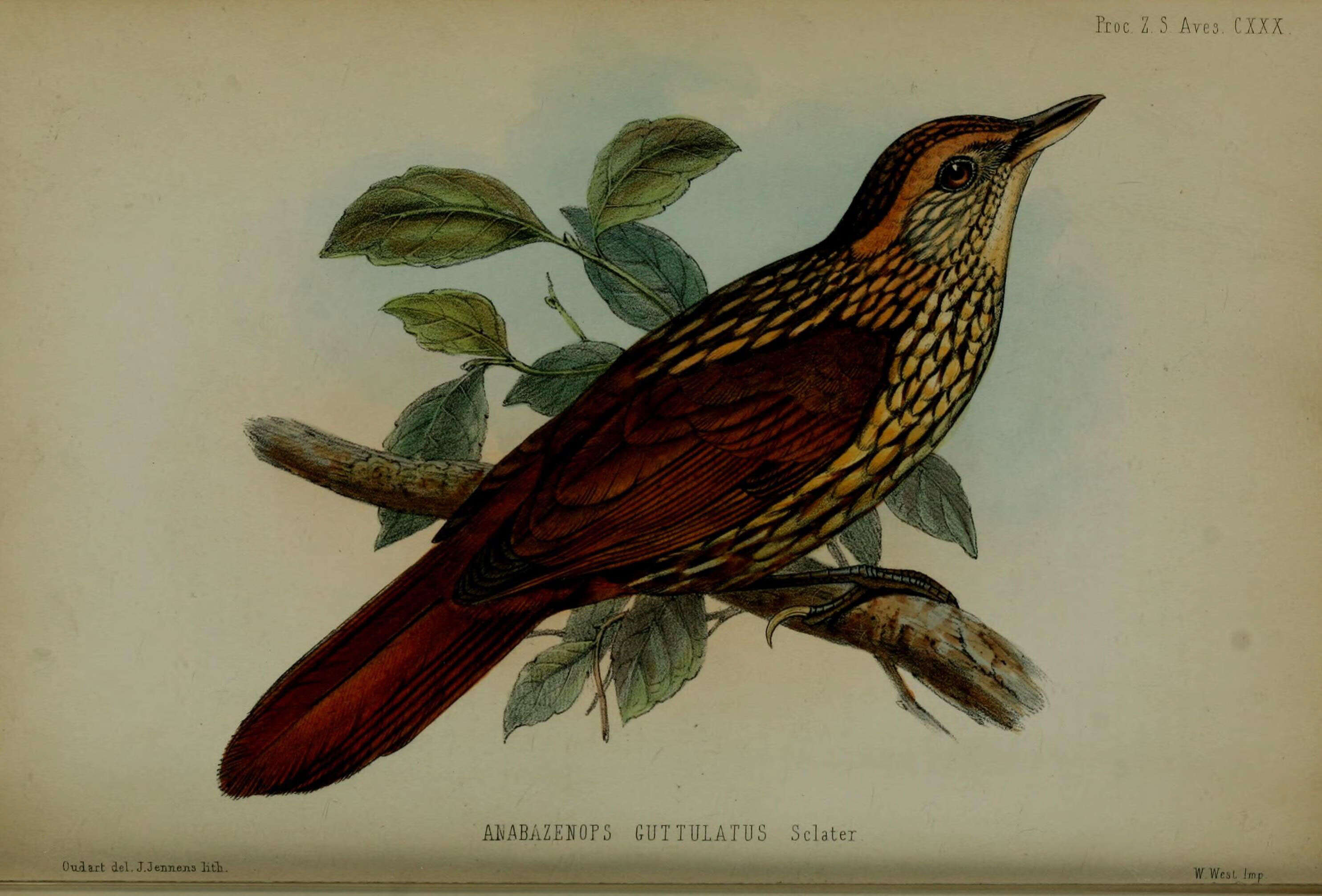 Image of Syndactyla Reichenbach 1853
