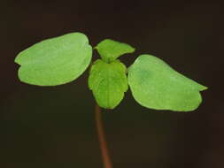 Image of Jewelweeds