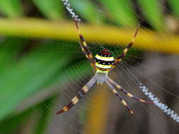 Imagem de Argiope keyserlingi Karsch 1878