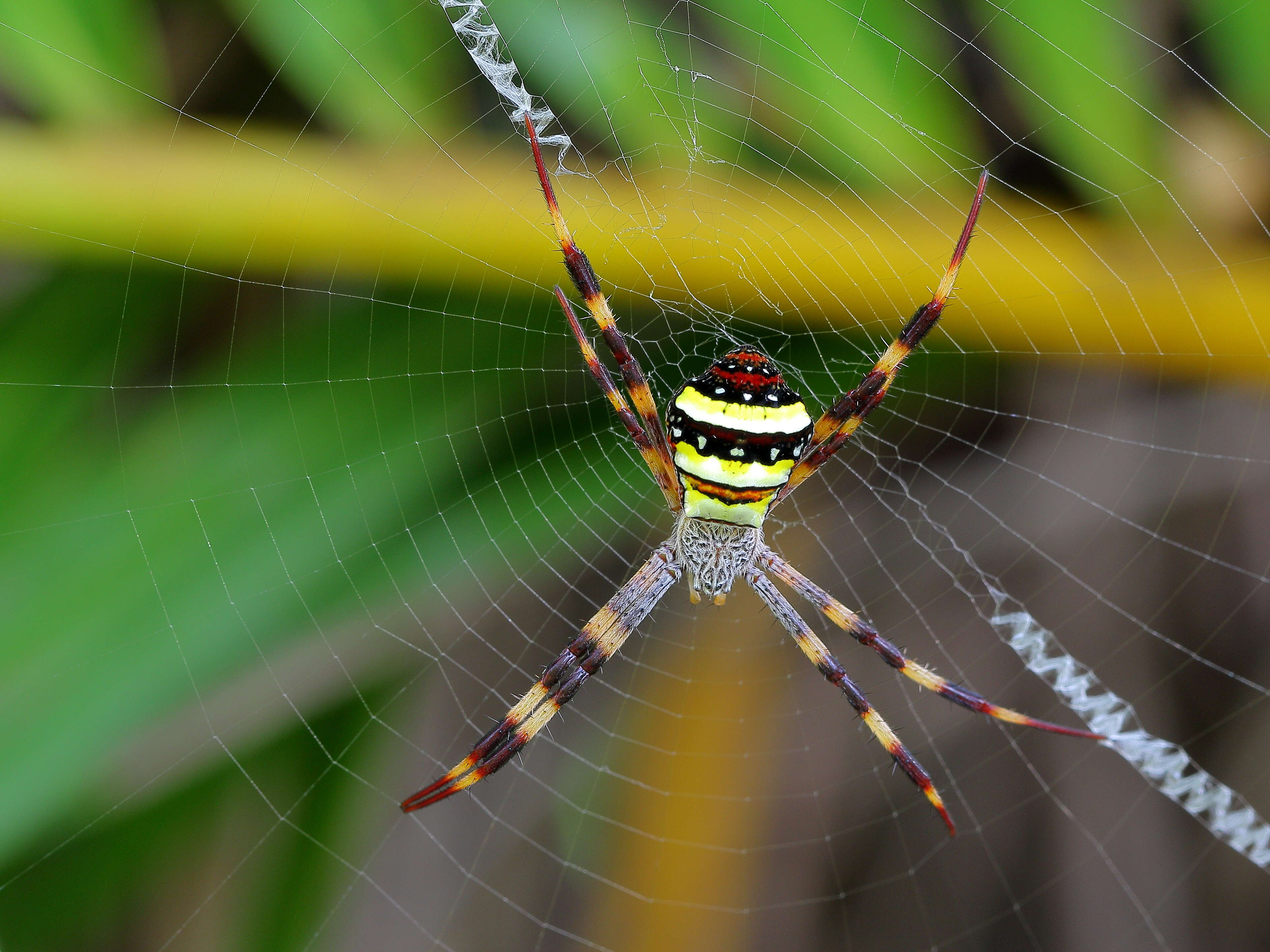 Image of St Andrews cross spider