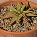 Слика од Haworthiopsis limifolia var. ubomboensis (I. Verd.) G. D. Rowley