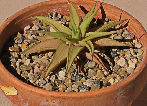 Слика од Haworthiopsis limifolia var. ubomboensis (I. Verd.) G. D. Rowley