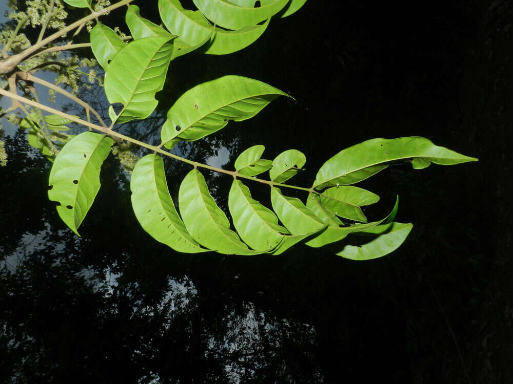 Слика од Tapirira guianensis Aubl.