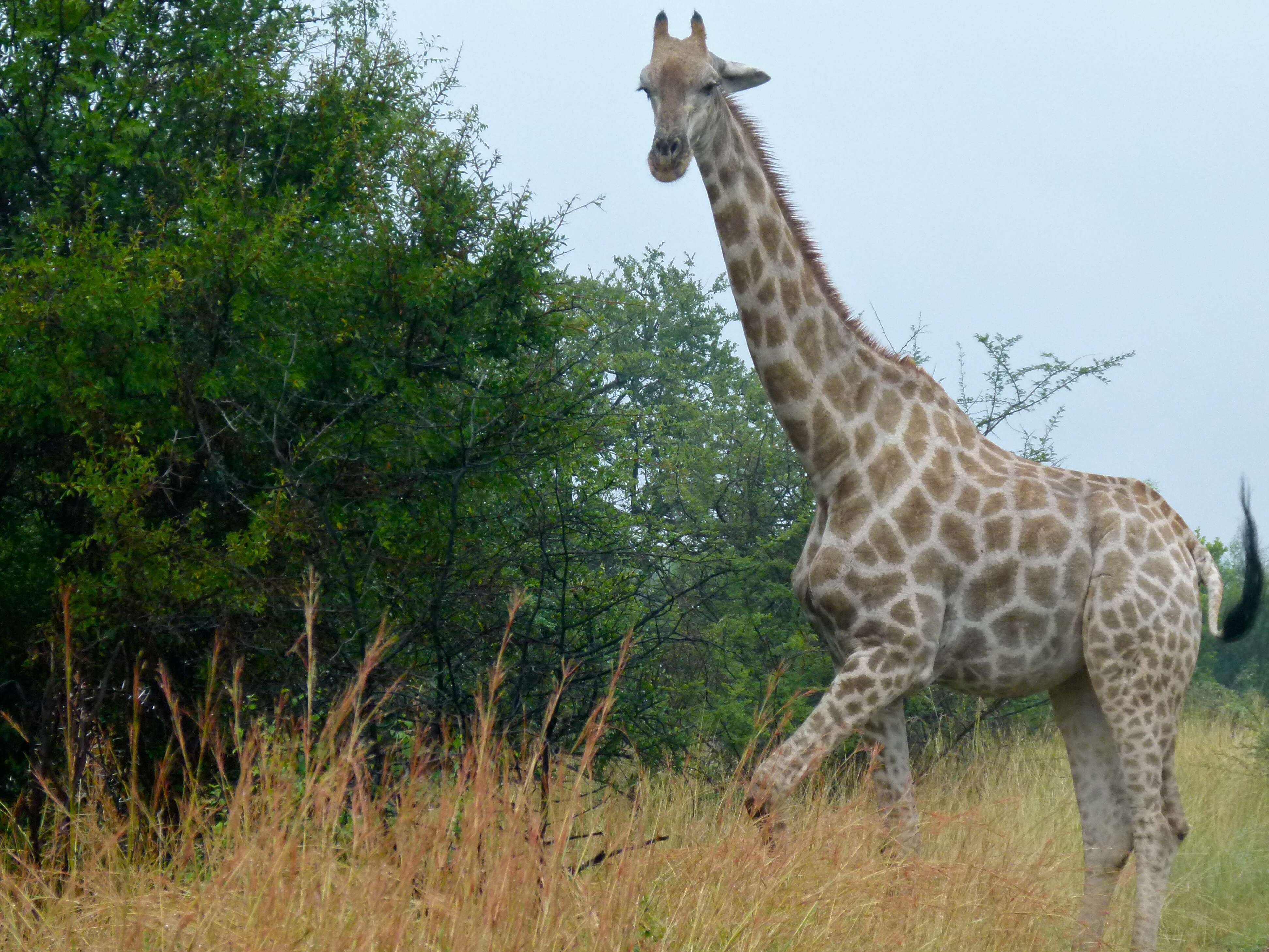 Image of Giraffes