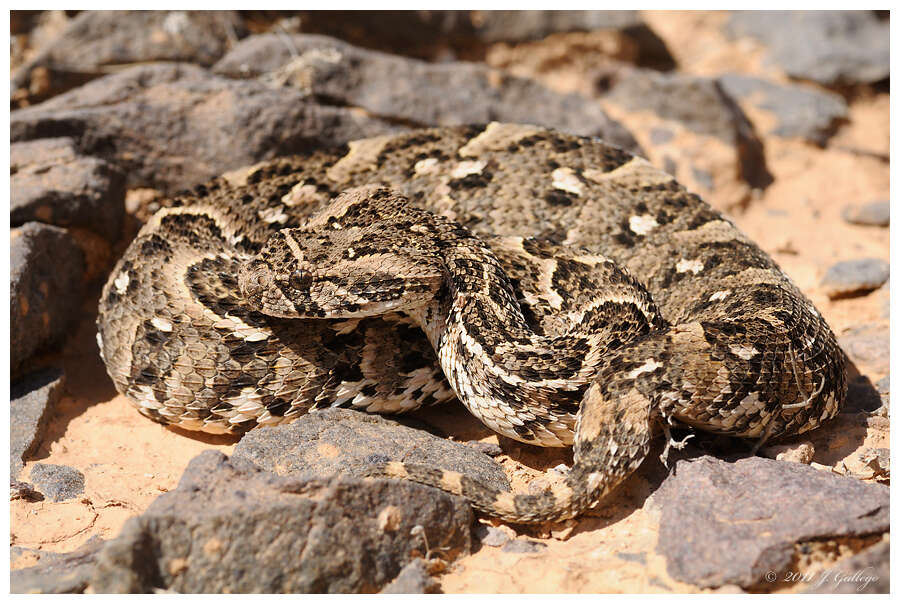 Image of Bitis Gray 1842