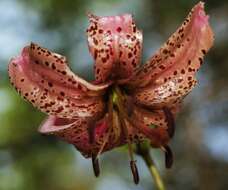 Image of lily